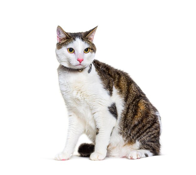 Mixedbreed cat dog isolated on white