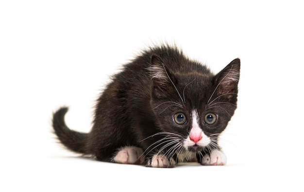 Mixedbreed cat dog isolated on white