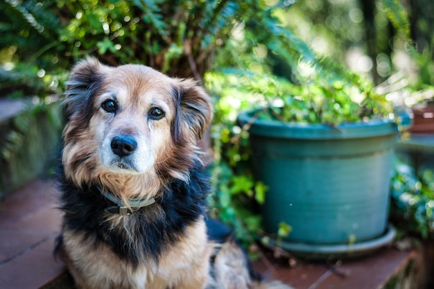 庭の混血犬