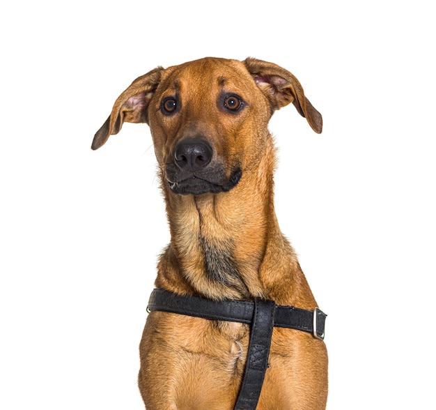 Mixedbreed dog isolated on white