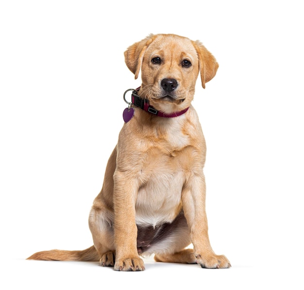 Mixedbreed dog isolated on white