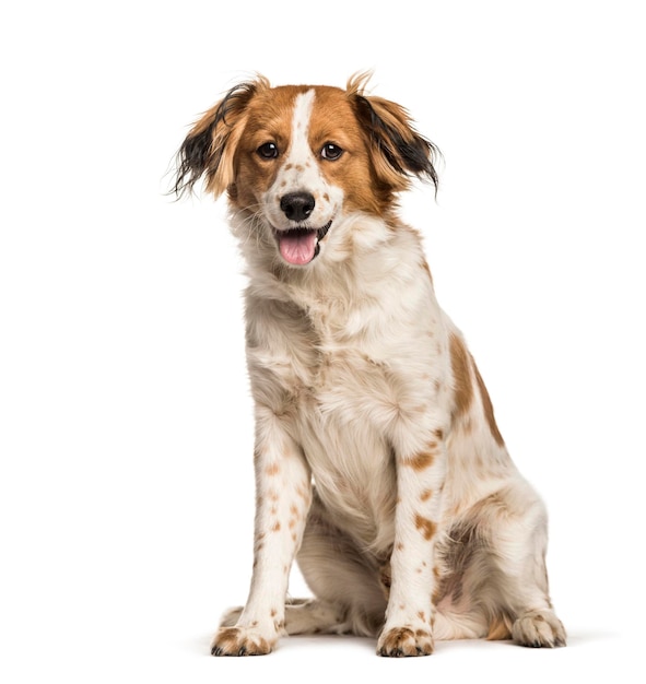 Mixedbreed dog sitting against white background