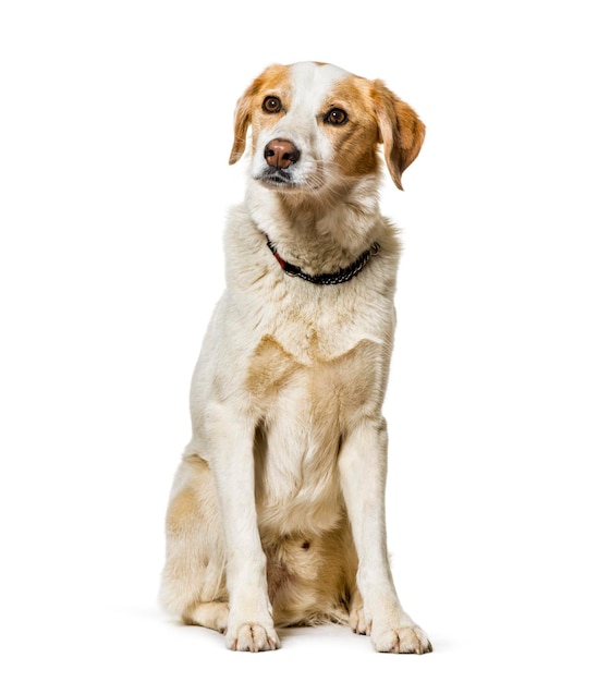 白い背景に座っている混合品種の犬