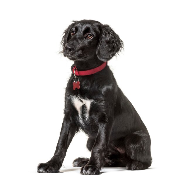 Mixedbreed dog sitting against white background