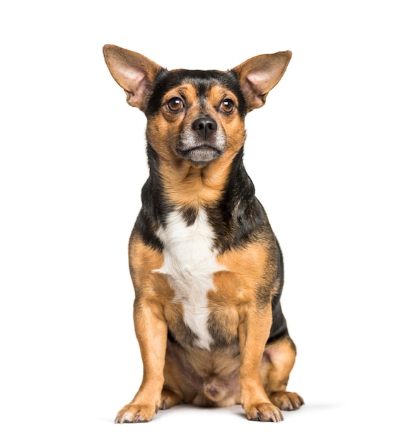 Mixedbreed dog with chihuahua sitting against white background