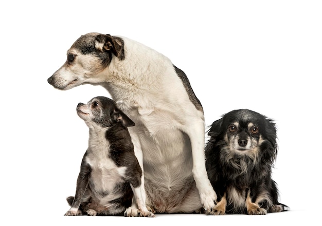 Mixedbreed dogs sitting against white background