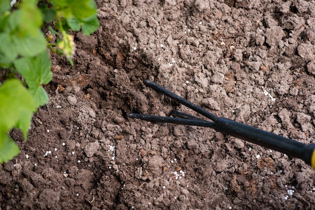 粉粒体肥料と地面を混ぜる春の栄養土壌