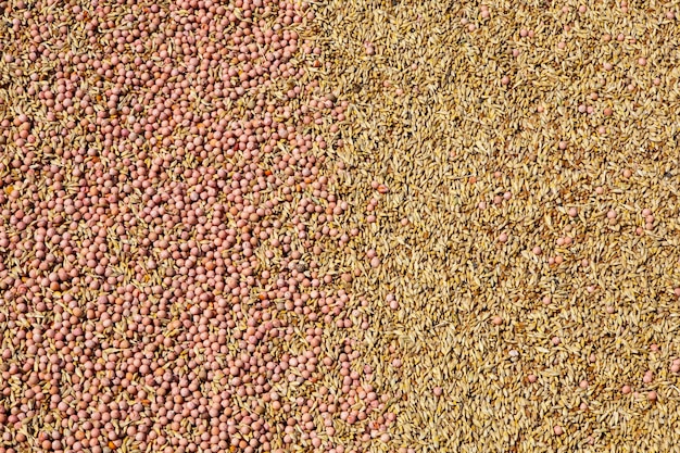 Смесь различных зерен золотых зерен пшеницы на фоне смешанной смеси семян ячменя и овса