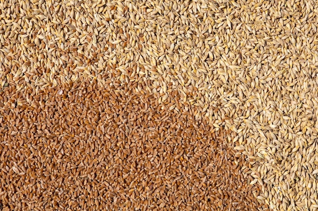 Mixture of different grains golden wheat grains background of
mixed barley and oat seeds mixture