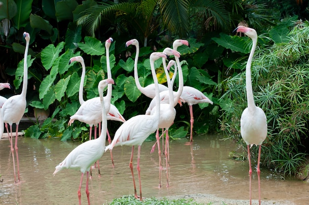 Foto mmany grotere flamingo