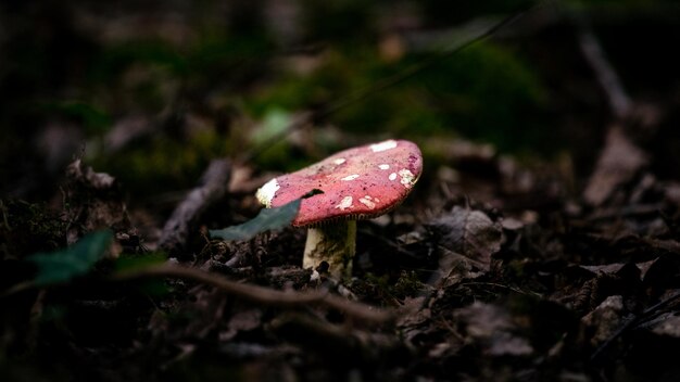 mmushroom in the forest