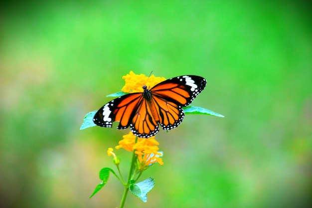 Бабочка маарх отдыхает на цветочном растении