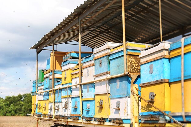 Mobile apiary in field