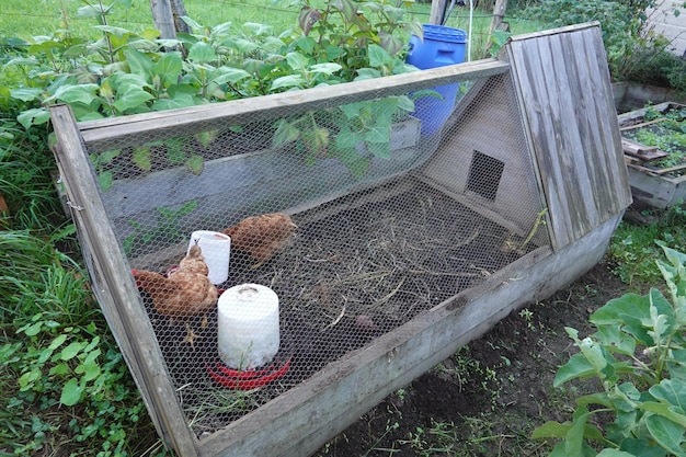 mobile chicken coop for the organic vegetable garden chicken coop for raised wooden bench hens help in the vegetable garden chicken