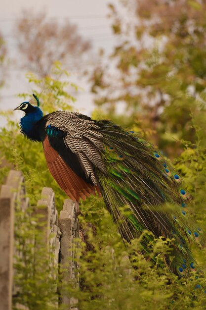 The mobile wallpaper of the peacock standing on the stone\
tablet