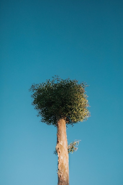 Foto la funzione sfondo mobile di alberi dritti