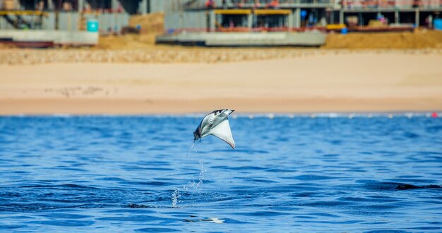 Mobula ray is jumping in the background of the beach of Cabo San Lucas