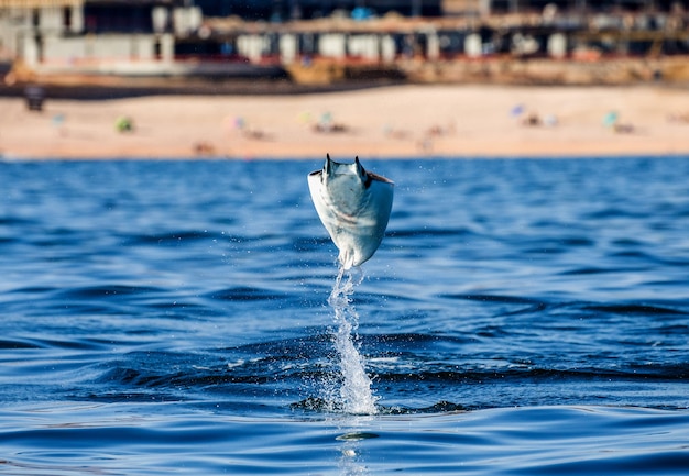 Mobula ray is jumping in the background of the beach of Cabo San Lucas