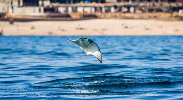 Mobula ray is jumping in the background of the beach of Cabo San Lucas