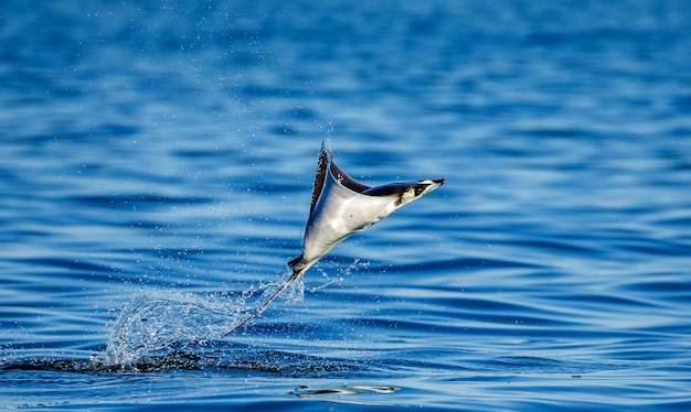 Mobula ray is jumps out of the water. Mexico