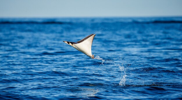 Mobula ray is jumps out of the water. mexico