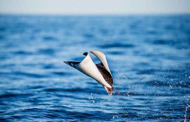 Mobula ray is jumps out of the water. Mexico