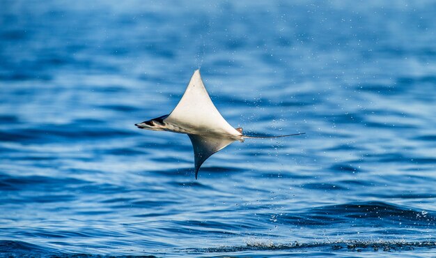 Mobula ray is jumps out of the water. Mexico