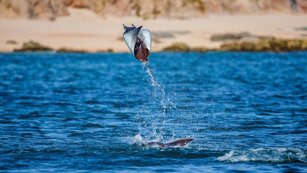 Foto mobula ray è salti fuori dall'acqua. messico