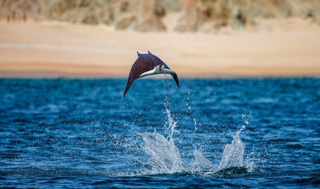 Mobula ray is jumps out of the water