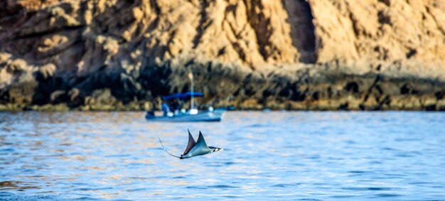 Mobula-straal springt op de achtergrond van de vissersboot. Cabo San Lucas