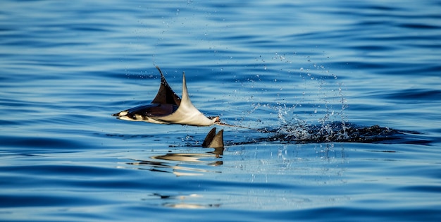 Mobula-stralen zijn sprongen uit het water. Mexico