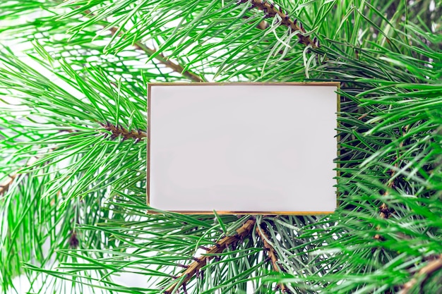 사진 크리스마스 선물 또는 메모 카드를 모의. 전나무 나무 가지