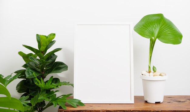 Foto mock up poster houten frame en botanische proiphys amboinensis, fiddle fig plant in witte pot