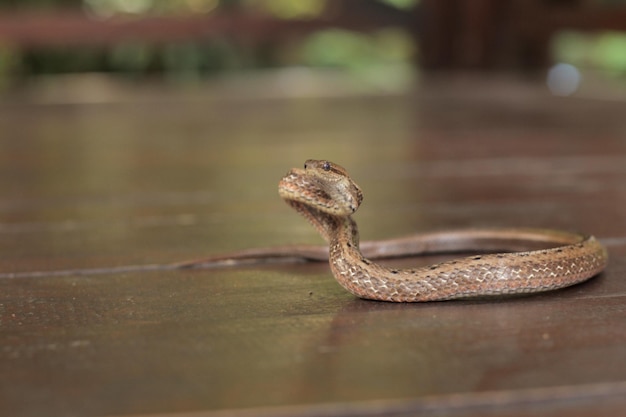 Mock viper is een kleine slang en niet giftige slang