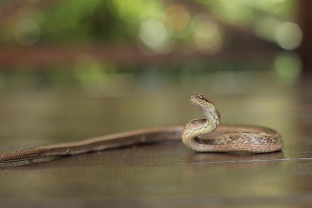 モックバイパーは小さなヘビであり、毒のないヘビです