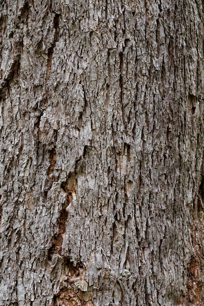 Mockernut ヒッコリーの木の樹皮は Carya tomentosa とも呼ばれ、ヒッコリーの家族の自然な木の質感です。