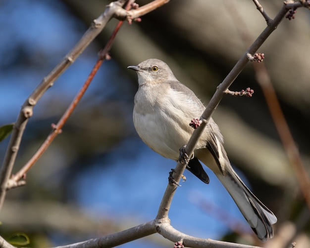 Photo mockingbird ird perched on branch with leaves and buds