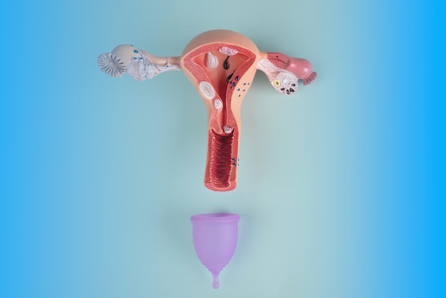 Foto mockup del sistema riproduttivo femminile e coppa mestruale rosa su sfondo blu concetto di novità di una ciotola vaginale medica per lo scarico durante le mestruazioni in una ragazza