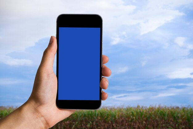 Mockup image of hand holding azure mobile phone with blank\
white screen in field panorama with copy space