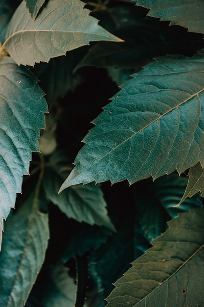 A mockup of some green leaves