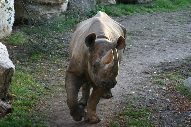 Foto modderig lopen.