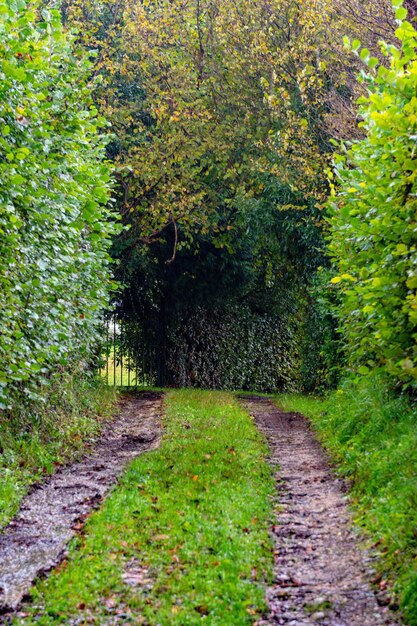 Modderig pad naar betoverd bos