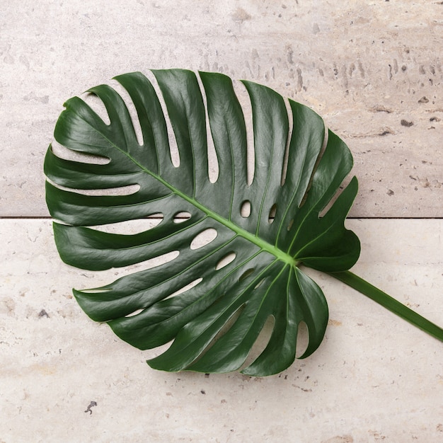 Mode-achtergrond met monstera-blad