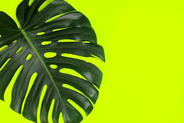 Mode achtergrond met Monstera blad