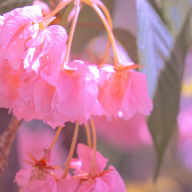 Mode esthetiek behang. Roze bloemen. Kersenbloesemboom