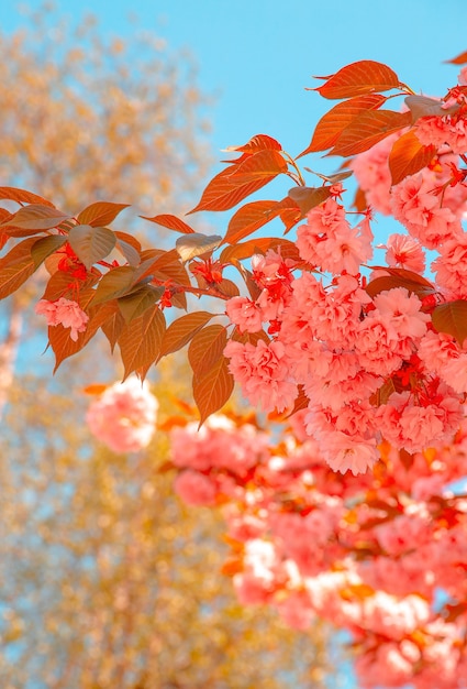 Mode esthetiek behang. roze bloemen. kersenbloesemboom