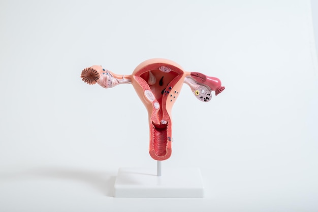 흰색 배경에 고립 된 여성 생식 기관의 모델