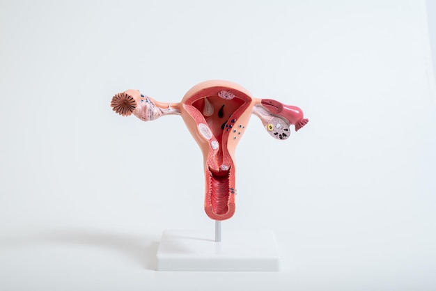 Model of female reproductive system isolated on a white background