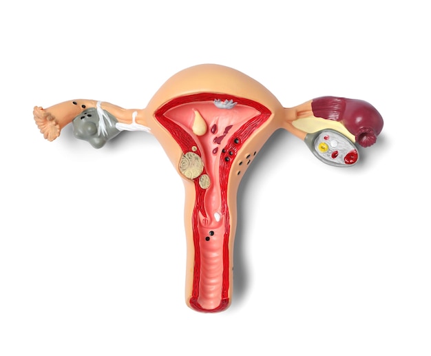 Model of female reproductive system isolated on white top view Gynecological care
