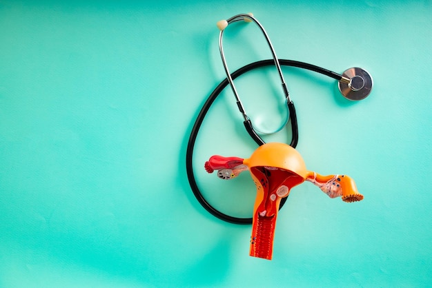 Model of female reproductive system and stethoscope lies on a blue background